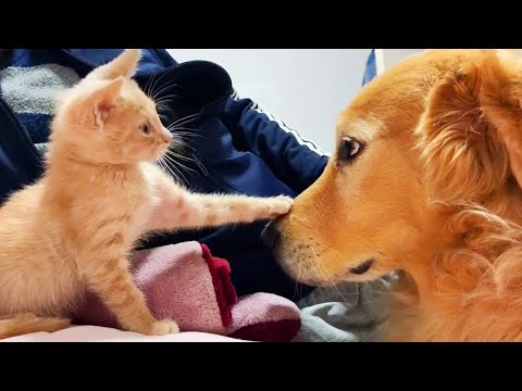 Funny CATS And DOGS Awesome Friendship - They're Best Friends