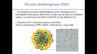 Ciclo de Krebs, Cadena Respiratoria y Fosforilación Oxidativa - Biología Celular y Tisular