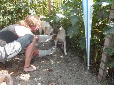 comment soigner un shar pei