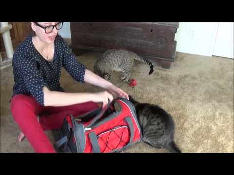 How to Get Your Cat in a Carrier (The 