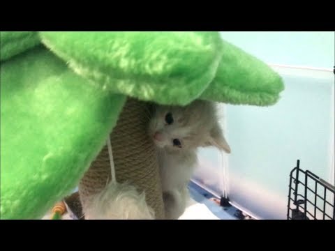 Pure Kitten Chaos - Bottle Baby Kittens Learn To Climb & Litter Box Issues In Kitten Closet
