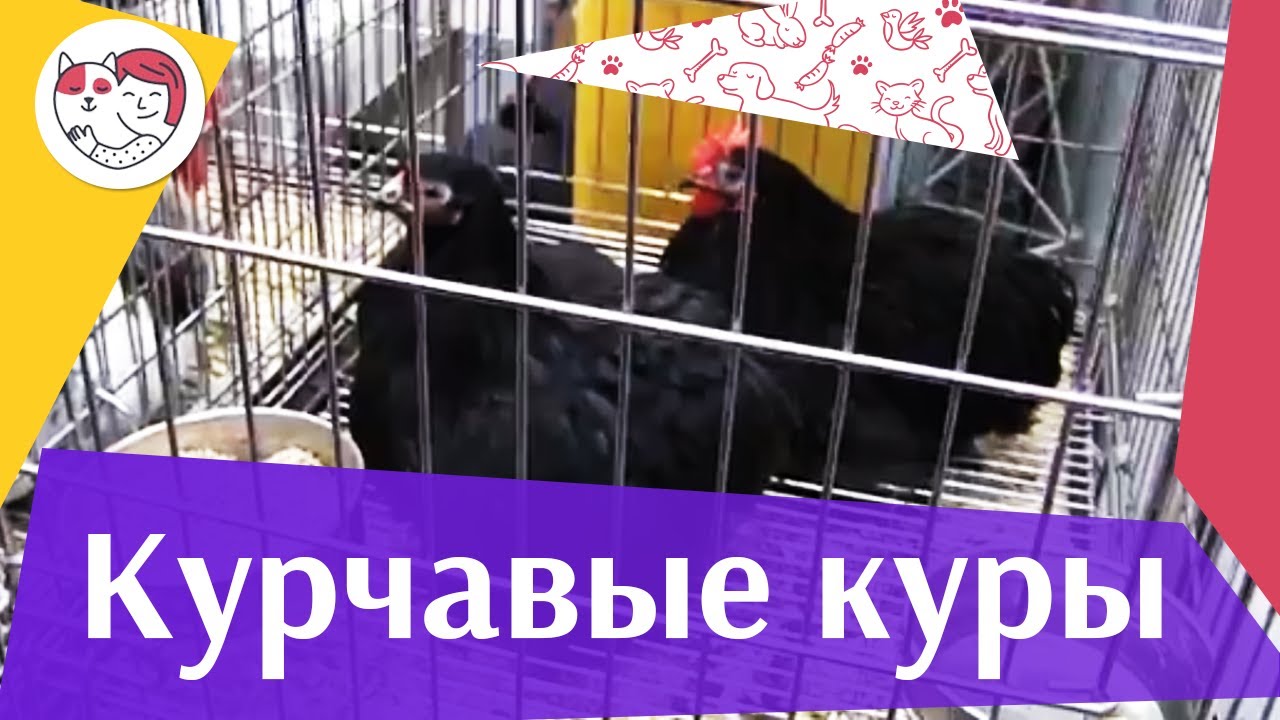 Порода кур КУРЧАВЫЕ Агропромышленная выставка Золотая осень 2016 iLikePet