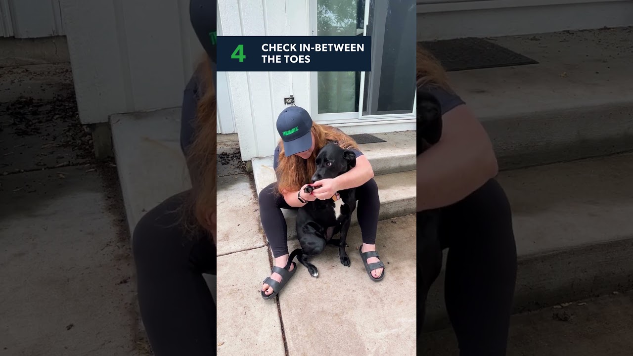 Thumbnail image for Ticks on Dogs: How to Check Your Pet for Ticks 