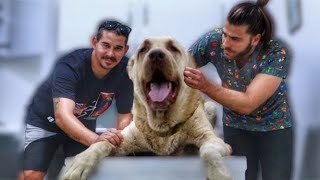 DEV ÇOBAN KÖPEĞİ İLE @tugayinanoğlu ‘NA ZİYARET