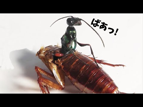 寄生蜂がクモをゾンビに変える