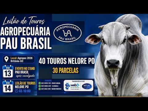 LEILÃO TOUROS NELORE AGROPECUÁRIA PAU BRASIL, 14 DE JUNHO, DOMINGO 10h BRITÂNIA - GO