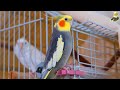Female Cockatiel Sound Female Cockatiel Reacts