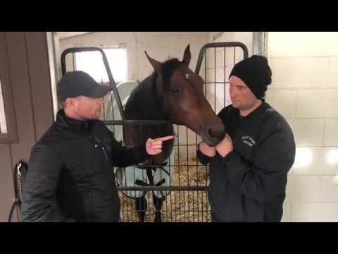 Southwind Frank 2 year olds with Marcus Melander