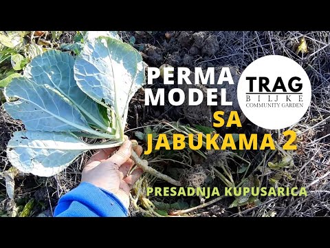 OPALE JABUKE - PERMA MODEL 8 (2021) [TRAG BILJKE]
