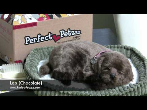Perfect Petzzz Chocolate Lab