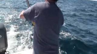 preview picture of video 'Twister Charters Gulf Stream Fishing Action'