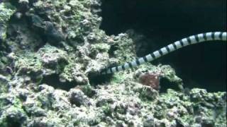 preview picture of video 'Cebu Diving Moalboal HD'