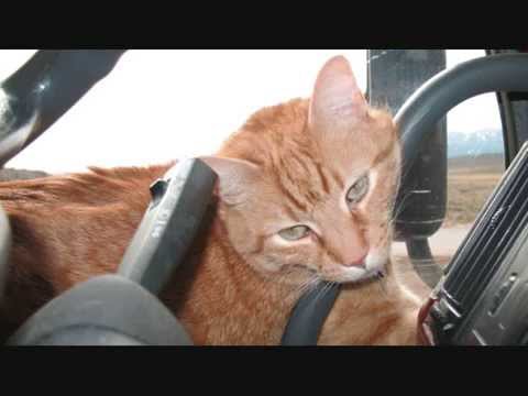Toonces the Driving Cat.wmv