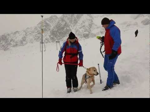 PIES RATOWNIK TRAILER