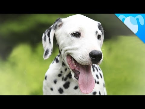 Dalmatian Facts