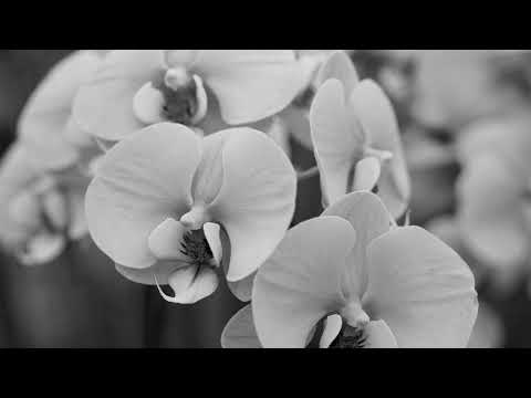 Shai,Jay-Z-I Don't Wanna Be Alone (Remix Radio)