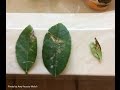 Damaged Lime Tree Leaves |Daphne Richards |Central Texas Gardener