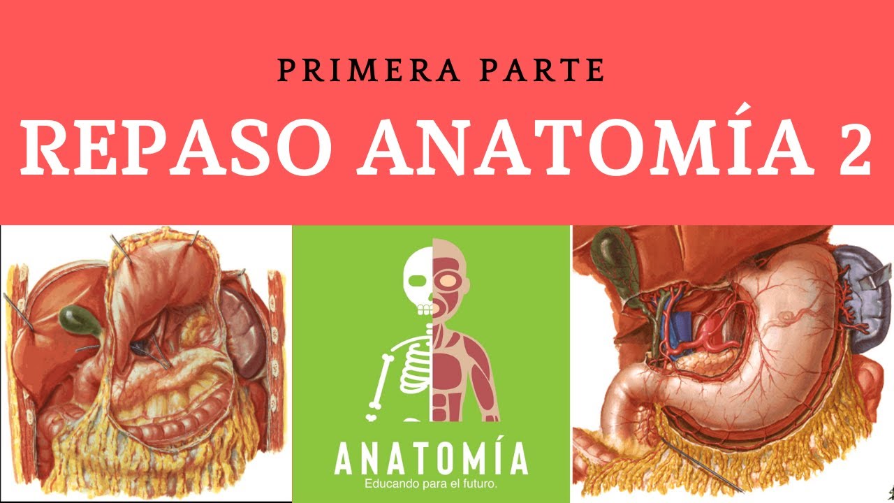 Anatomía Humana 2  (Repaso parte 1)