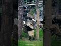 This Is What It S Like To Be A Panda Nanny Shorts