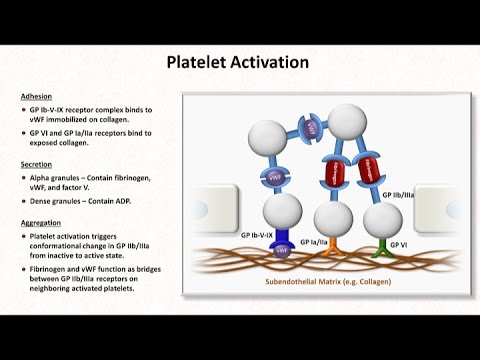 Hemostasis: Lesson 2 - Platelet Activation and Aggregation
