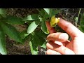 Why Passion Fruit Flowers Fallen Before Turn To Fruit