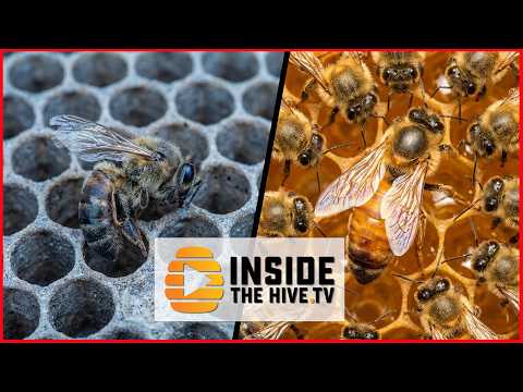Inside the Hive TV discussion about queen health and ApiVera