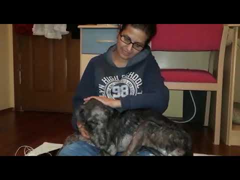 Dumpster Doggies Supporters - Meet Arzu