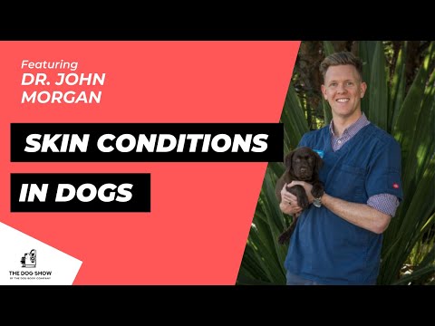 A Vet’s Guide to Skin Conditions in Dogs Ft  Dr. John Morgan (Episode 52)
