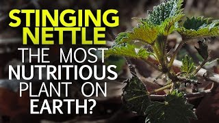 Stinging Nettle — The Most Nutritious Plant On Earth?