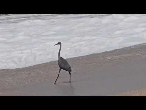 Reef Heron @ Madhav Beach