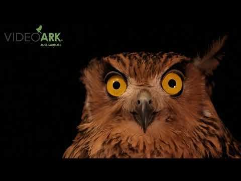 Tawny Fish-Owl — Ketupa flavipes — hlas a video