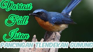 Download lagu Suara Masteran Tledekan Gunung, Sulingan Gacor Paling Terbaik Full Isian mp3