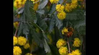 Cootamundra Wattle - John Williamson