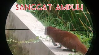 Download lagu SUARA PIKAT GARANGAN PALING AMPUH BUAT PIKAT mp3