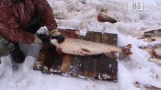 Можно ли ловить щуку с икрой