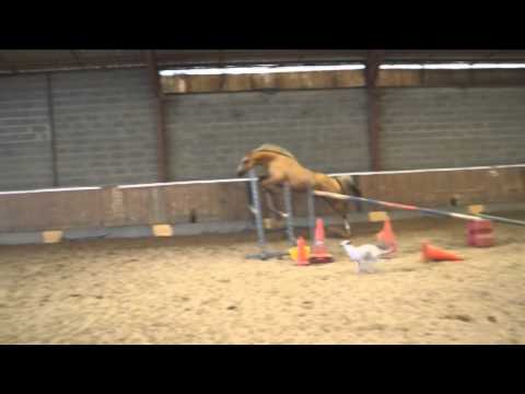 Riding Star : Competitions Equestres Playstation 2