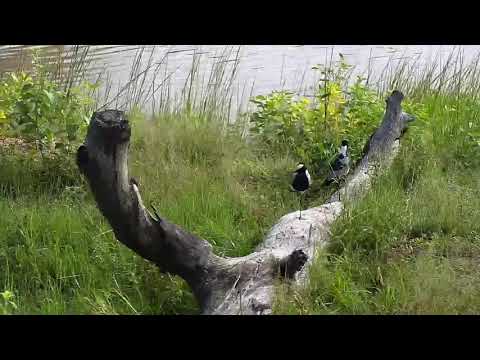 Djuma: Blacksmith Lapwings - 07:33 - 01/27/21