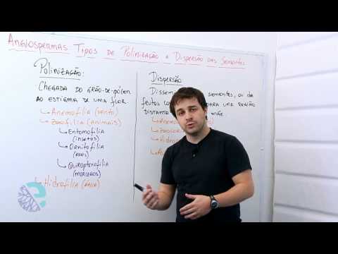 Angiospermas: tipos de polinização e dispersão de sementes