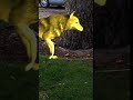 Golden Wolf sighting - EVILO Golden Wolf sighting