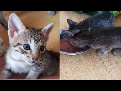 Kittens eating wet food for the first time (5 weeks old)