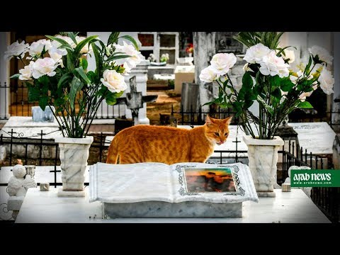 Pact with the devil? Cats guard tombs in Colombian cemetery