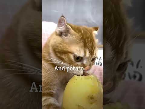 hambargr #aeshstic #cat #memes #viralshort #trending