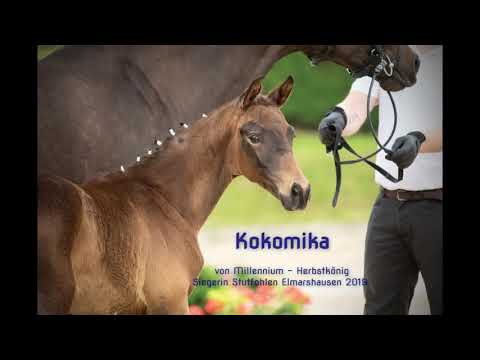 Kokomika von Millennium-Herbstkönig