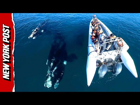 Whales Swim Right Up to Tour Boat in Patagonia