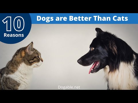 10 Reasons Why Dogs are Better Than Cats