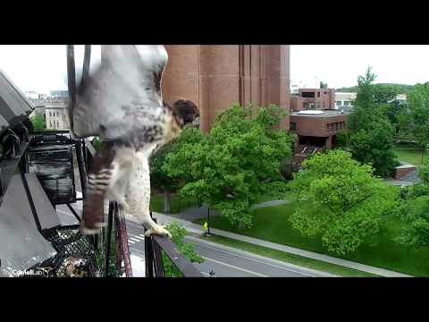 Time to Fledge - Red-tailed Hawks nest - Ithaca, NY - June 10, 2018