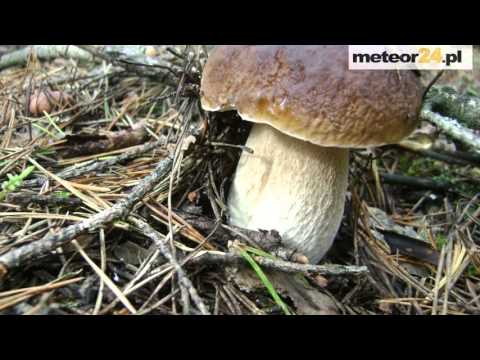 Agroturystyka Krystyna i Dariusz Stomscy - Sypniewo meteor24.pl