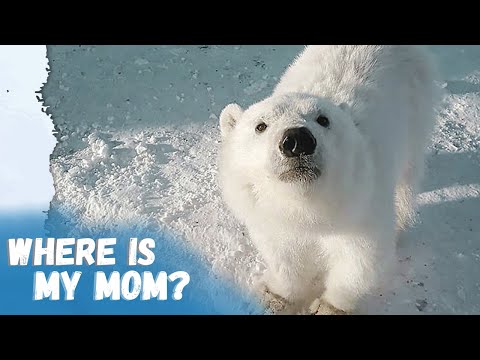When Polar Bears Asking Humans For Help