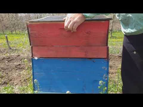 Tečna stimulacija je veoma važna za razvoj pčelinjih porodica