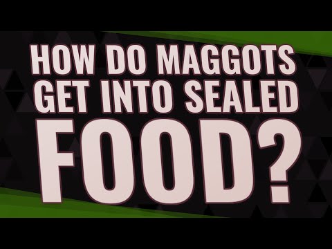 How do maggots get into sealed food?